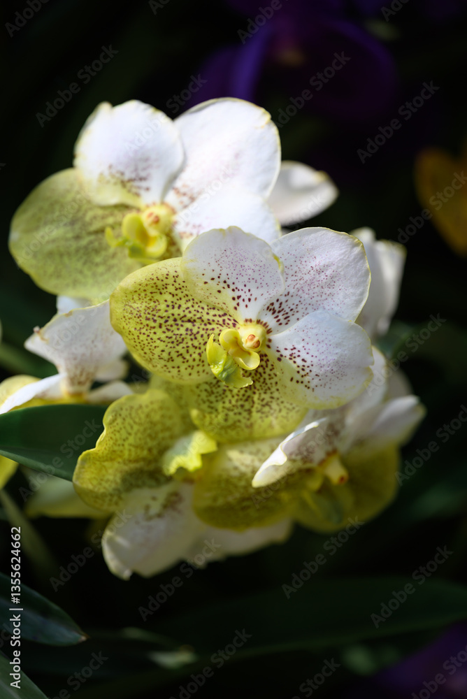 Obraz premium Hybrid Vanda orchid flower blossom in garden