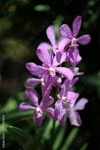Purple orchid flowers (Ascocentrum miniatum or Vanda miniatum)