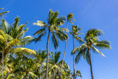 Wallpaper Mural Beautiful Palm tree Hawaii Summer Torontodigital.ca