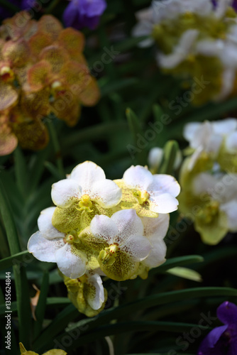 Hybrid Vanda orchid flower blossom in garden