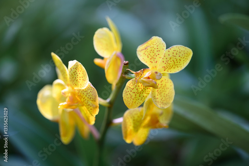 Yellow orchid flowers (Ascocentrum miniatum or Vanda miniatum)
