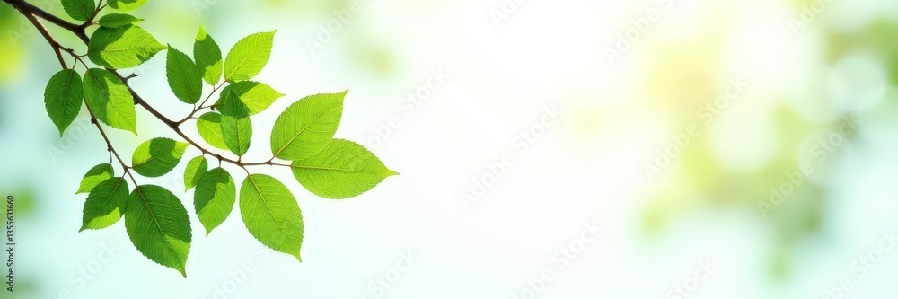 Leafy branches isolated on white background with soft natural light, botanical, nature, branches Leafy branches isolated on white background with soft natural light, botanical, nature, branches