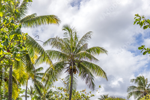 Wallpaper Mural Beautiful Palm tree Hawaii Summer Torontodigital.ca