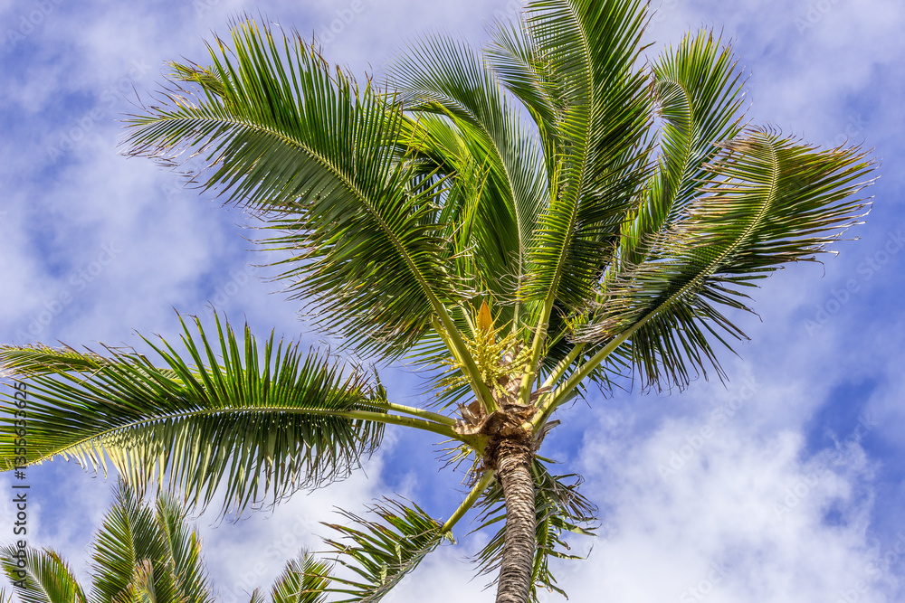 Fototapeta premium Beautiful Palm tree Hawaii Summer