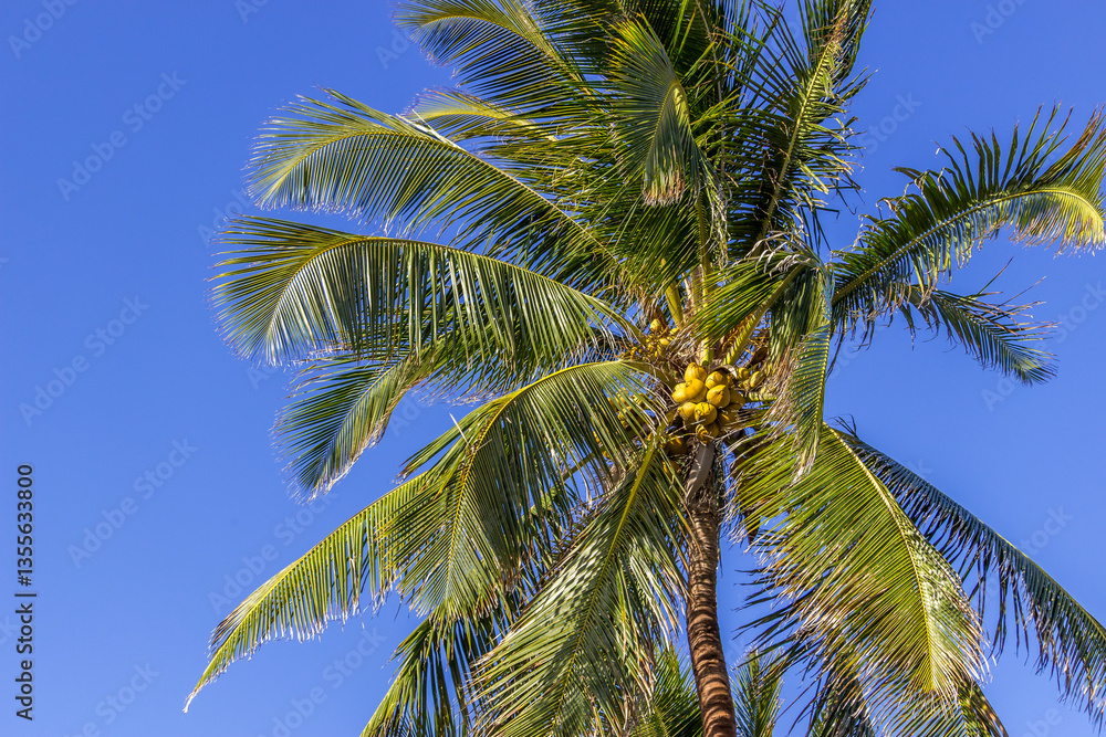 Fototapeta premium Beautiful Palm tree Hawaii Summer