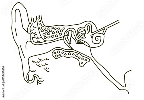 Ear anatomy cutaway diagram outline artwork. Editable Clip Art vector