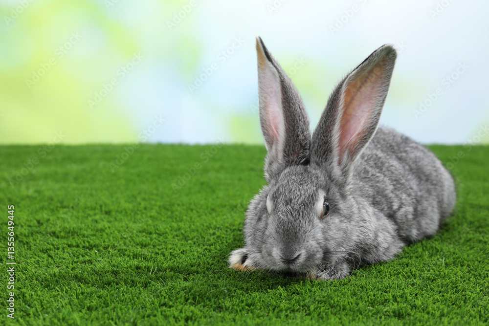Obraz premium Fluffy grey rabbit on green grass outdoors, space for text