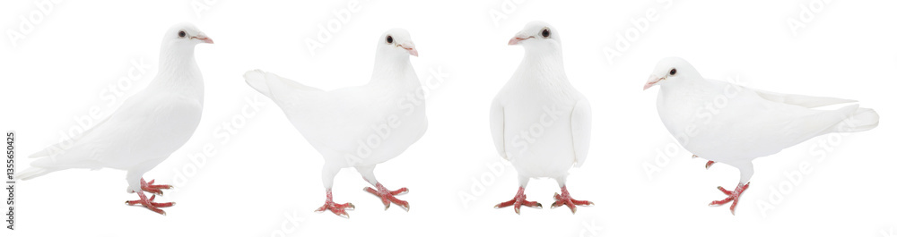 Fototapeta premium Beautiful dove isolated on white, collage of photos