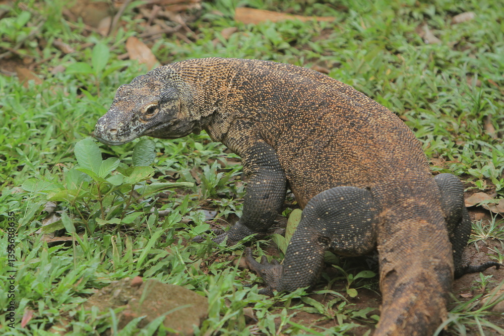 a Komodo dragon crawls while looking back
