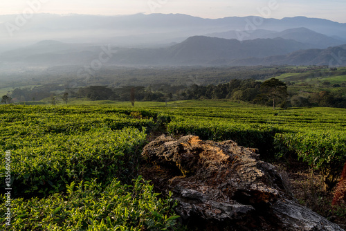 Tea plantation landscape in the morning