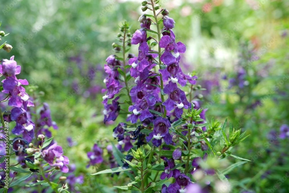 Obraz premium Purple angelonia flowers in the garden.