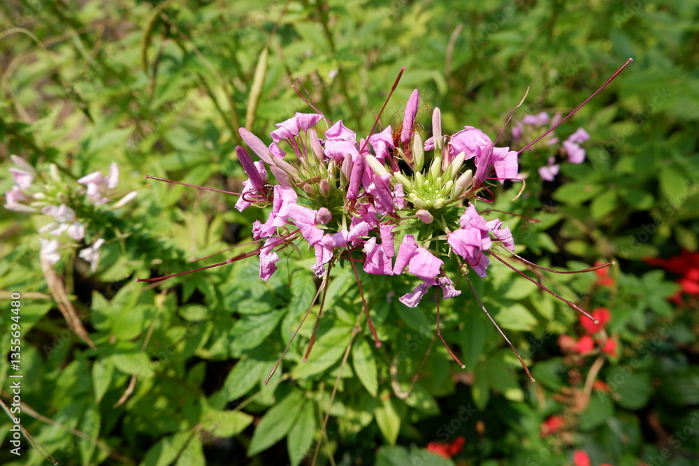 Spider Flower or Showy Spider Flower in the garden Spider Flower or Showy Spider Flower in the garden