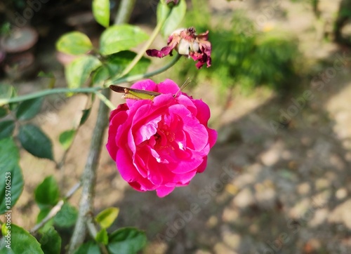 Wallpaper Mural Red roses bloom in the summer in the country garden. Torontodigital.ca