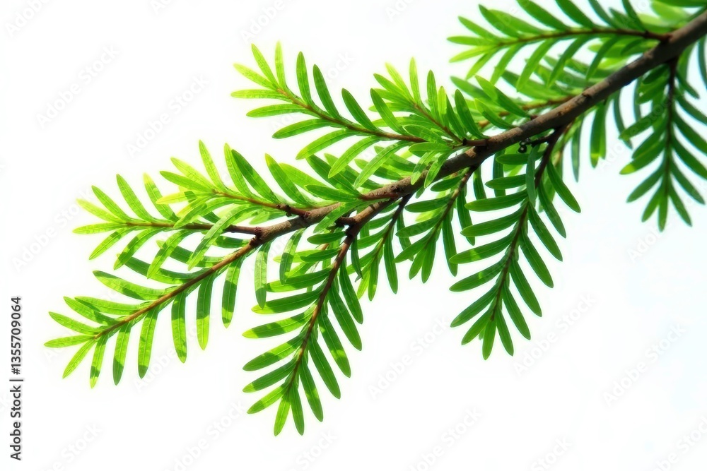 A branch of a cedar tree against a bright white background, forest, woodlands