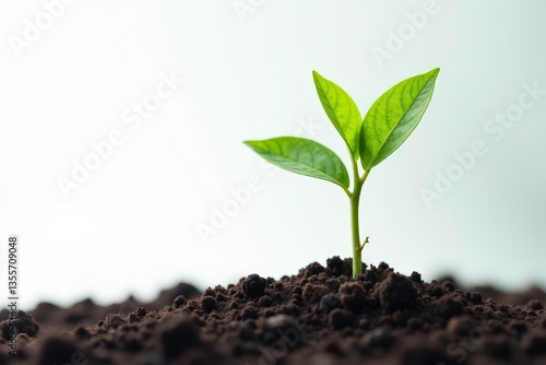 Young tree sprout, stark white background, vibrant green , environment, woodland