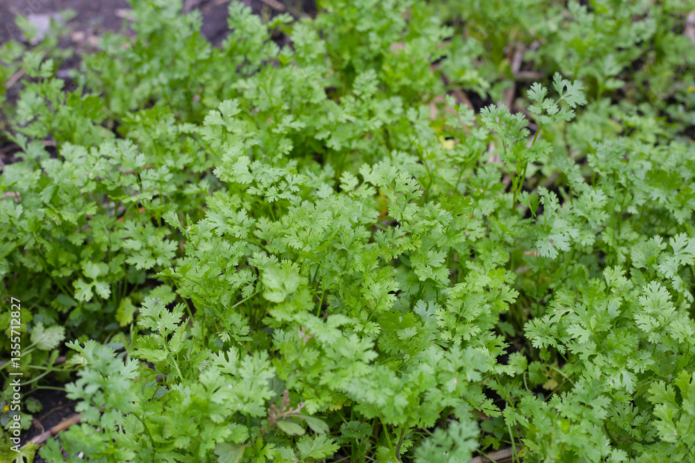 Coriander growing in a garden bed. Coriander growing in a garden bed.