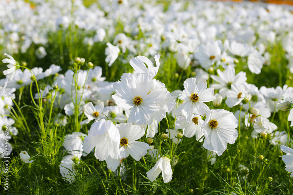 White cosmos flowers in the park White cosmos flowers in the park