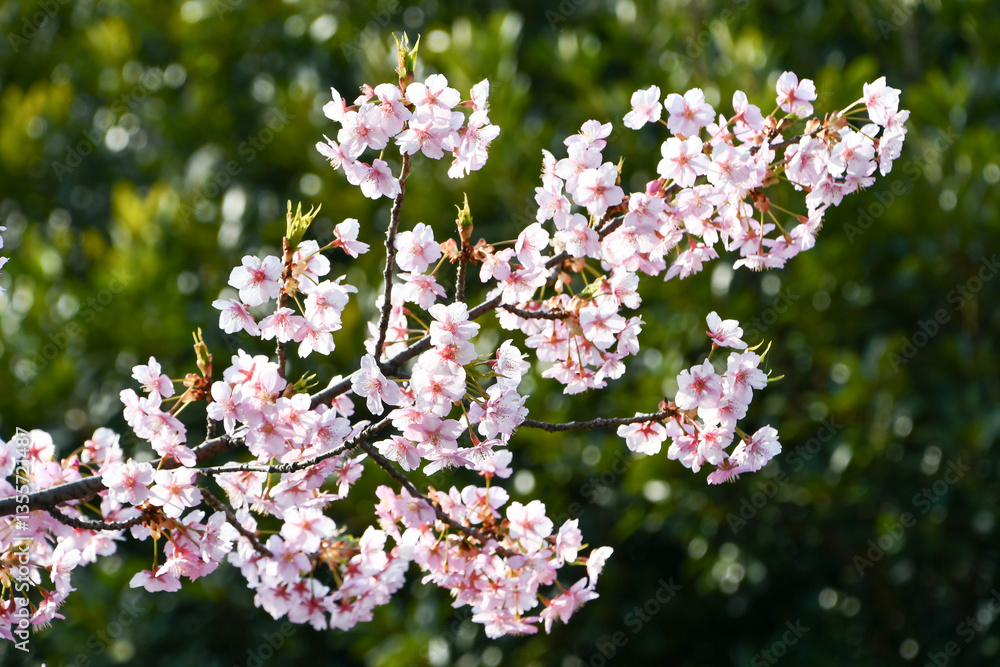 京都 淀水路の河津桜 京都 淀水路の河津桜