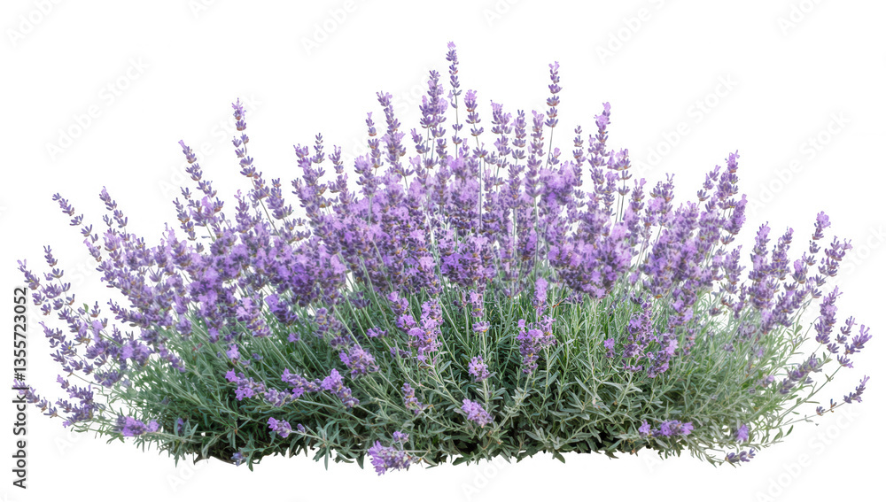 Naklejka premium a lush lavender bush with vibrant purple flowers and green foliage showcasing the beauty of nature and often associated with relaxation and aromatherapy
