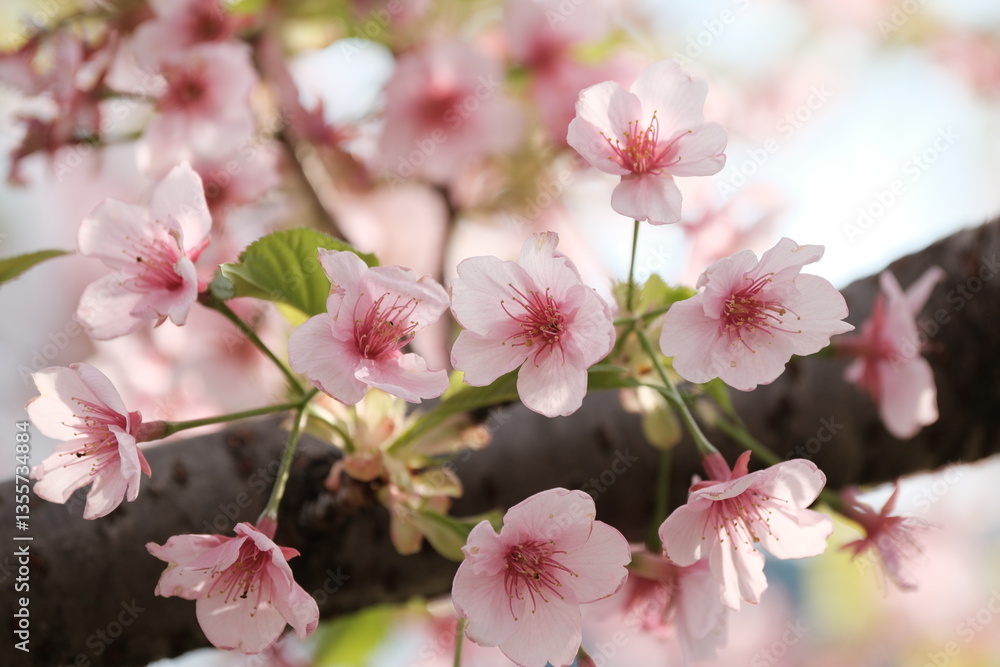 Obraz premium pink cherry blossom