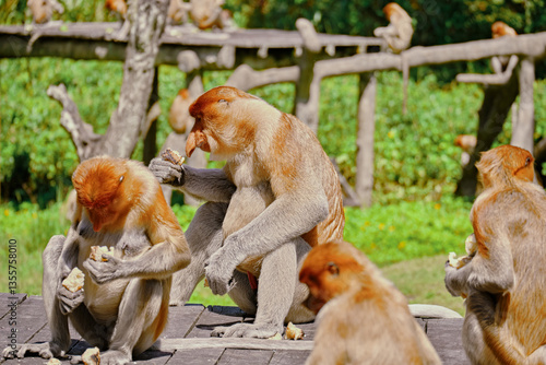 Proboscis Monkey in Borneo rainforest Sandakan Malaysia. Long-nosed monkey. It is endemic to Borneo.