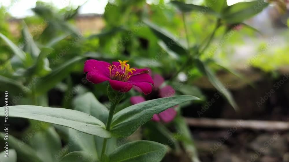 Red Flower