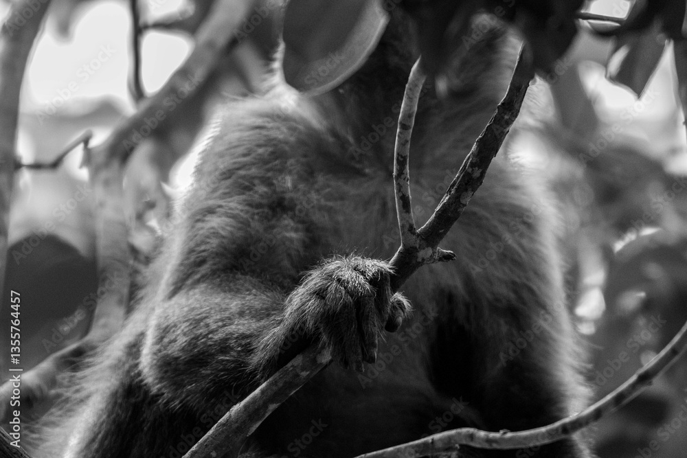 Obraz premium Serra da Capivara Piauí