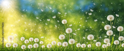 Dandelions in a Field with ...