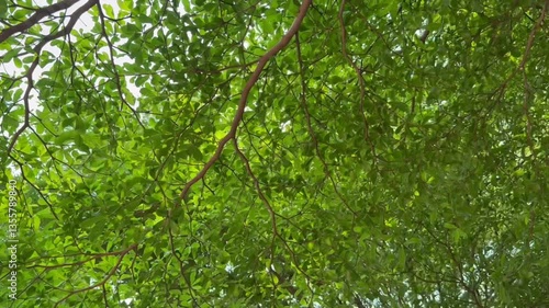 moving under green leaves with sun rays break through lush foliage branches swaying in the wind.
