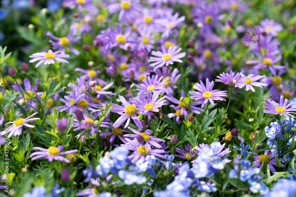 Fototapeta premium Some purple color Aster tataricus