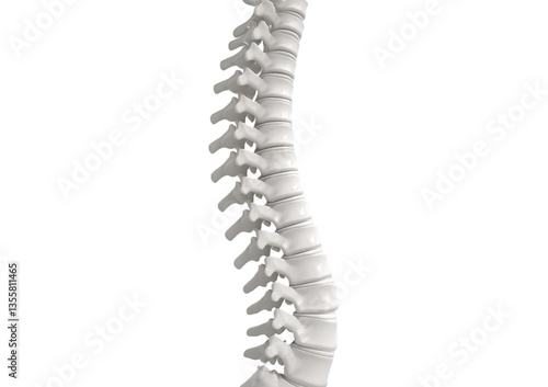 Spinal column isolated on transparent or white background