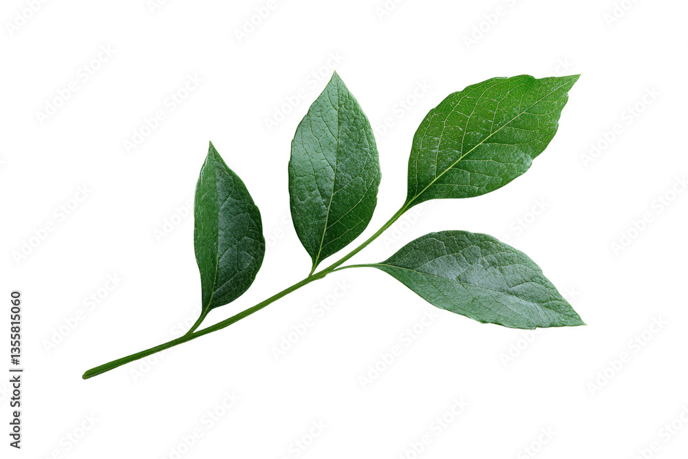 Fototapeta premium Green leaves branch isolated on a white background, showcasing natural beauty and vibrant foliage.