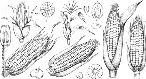 Corn plants. Maize stalk field, vintage outline food sketch with line leaf, retro black and white farm agriculture. Ripe cobs, stalk with leaves, flowers. Vector drawing isolated illustration 