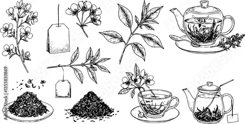 Dried tea sketch. Engraved fresh and dry leaves for black and green morning drink. Hand drawn natural elements set. Plant branch with flowers and teabags. Vector botanical collection
