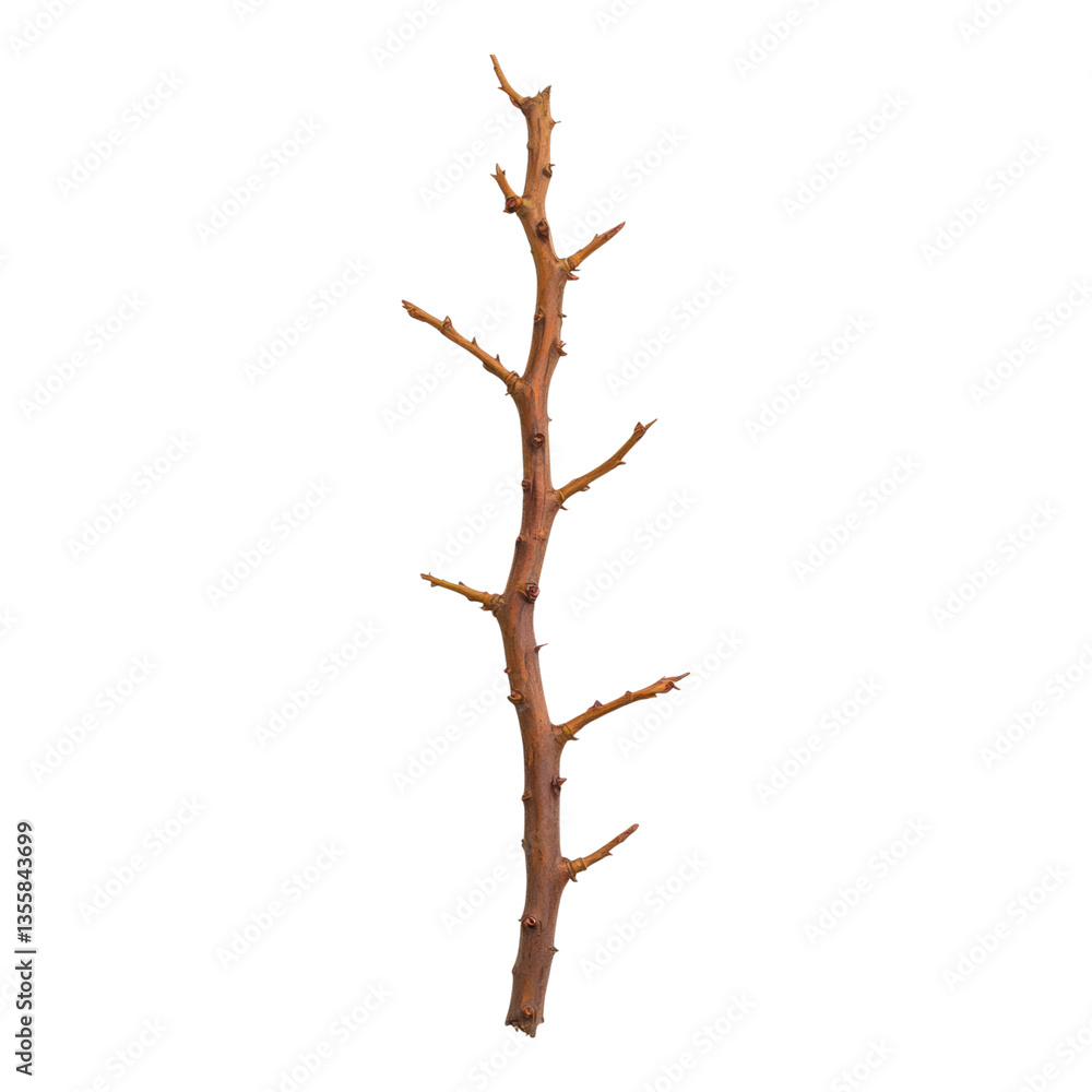 Detailed Wooden Stick with Branches and Texture Detailed Wooden Stick with Branches and Texture