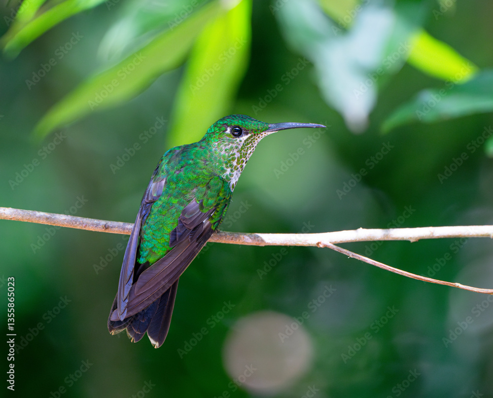Fototapeta premium hummingbird standing on the branch