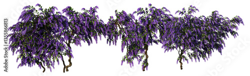 3D Render Ivy Plant on Transparent Background