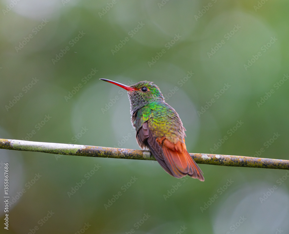 Obraz premium hummingbird standing on the branch