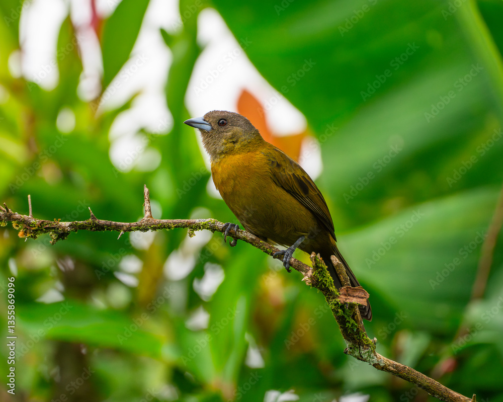 Fototapeta premium close up on tropical bird in the forest