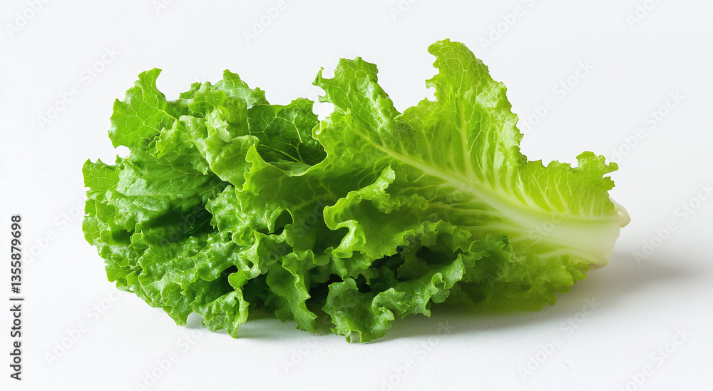 fresh lettuce on white background fresh lettuce on white background