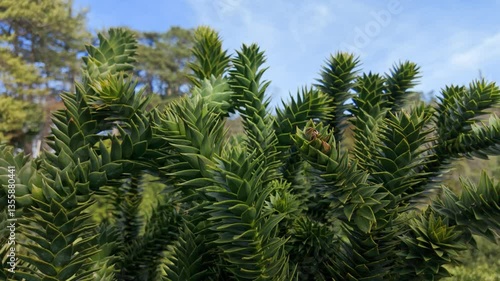 Wallpaper Mural Vibrant green foliage of the Araucaria Araucana, Monkey Puzzle tree, known for its unusual needle-like leaves. Torontodigital.ca
