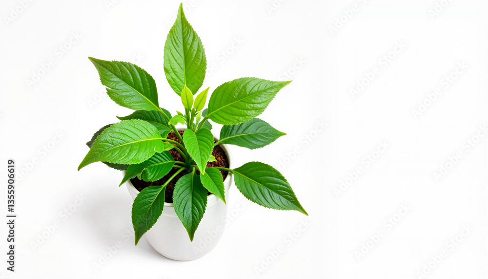 Obraz premium Lush green plant in white pot on seamless background, nature's beauty