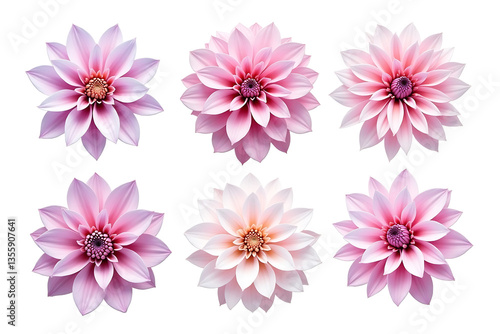 pink and white flowers