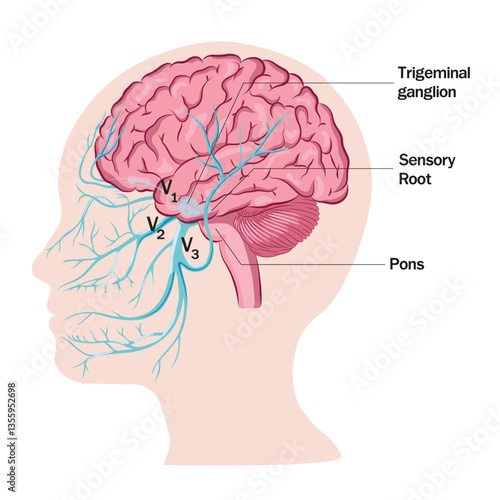 brain M