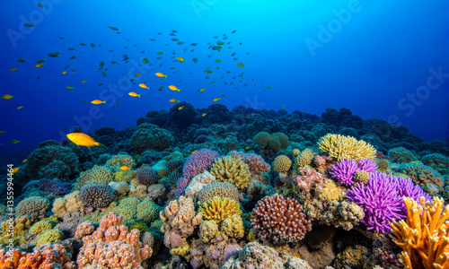 Fototapeta Naklejka Na Ścianę i Meble -  Beautiful underwater view with scuba diver colorful corals tropical sea full of diverse fish and marine animals calm water marine conservation