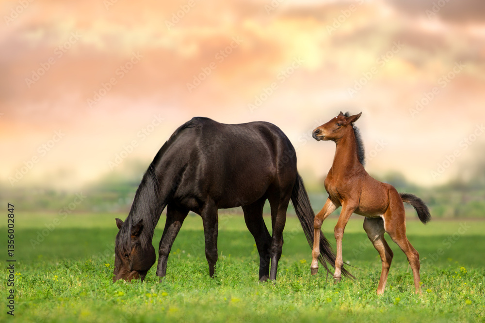 Fototapeta premium Mare and foal