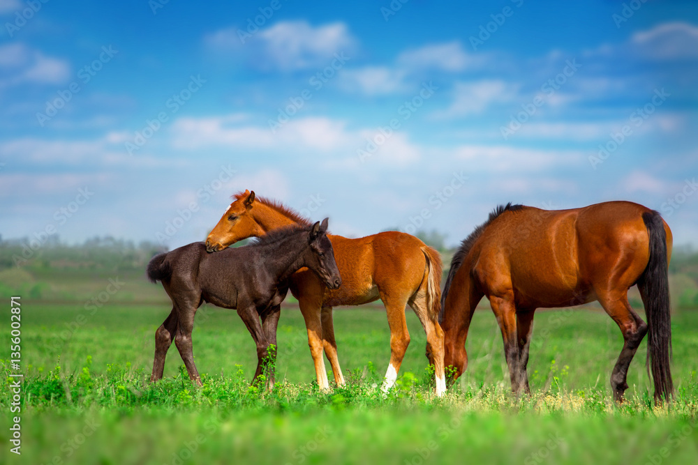 Obraz premium Foals on herd