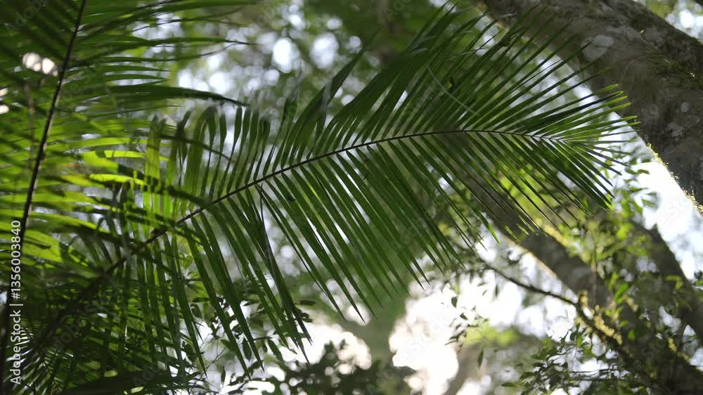 Close-up view of tropical palm tree and its leaves under beautiful bright sky and environment. Close-up view of tropical palm tree and its leaves under beautiful bright sky and environment.
