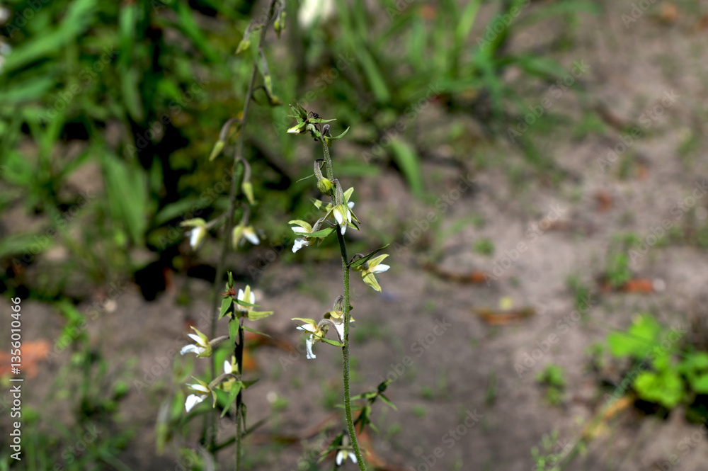 Flowers of a marsh helleborine, Epipactis palustris Flowers of a marsh helleborine, Epipactis palustris