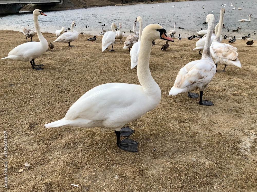 Obraz premium beautiful swans on the lake